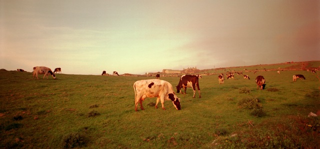 Cows in Cornwall